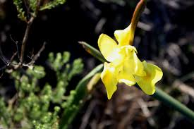 Image result for Moraea spathulata