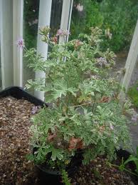 Image result for Pelargonium domesticum round-leaved bushy
