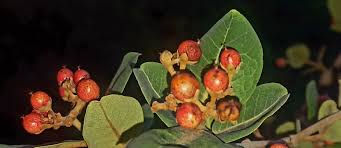 Image result for Embelia ruminata