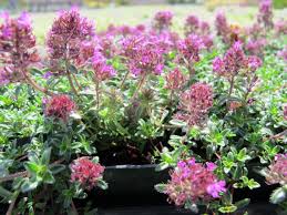 Image result for Thesium cymosum