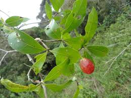 Image result for Rauvolfia mombasiana