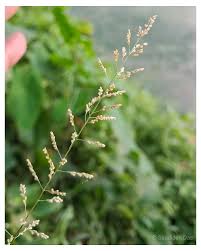 Image result for Urochloa reptans