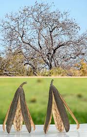 Image result for Entandrophragma caudatum