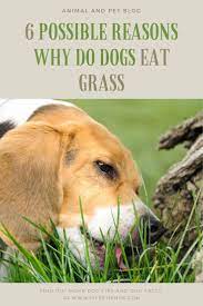 Why Do Dogs Eat Grass Dog Tips And Dog Facts Dog Facts Canine Care Dogs