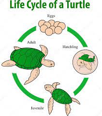 Turtle Life Cycle Vector Image By C Magemasher Vector Stock 129294296