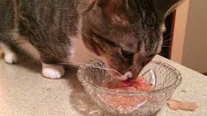 Tuna) without sufficient antioxidants (i.e. 4 Minutes Of Cats Eating Dried Bonito Flakes Youtube
