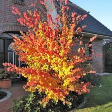 Lebkuchenbaum Garten Baume Garten Und Straucher Garten