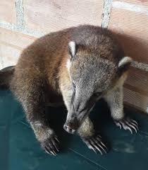 Apskati chess.com lietotāja conrado guzman (cusumbo) šaha profilu. Corporacion Autonoma Regional Del Valle Del Cauca Entrega Voluntaria De Cusumbo