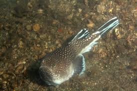 Northern Stargazer Astroscopus Guttatus Fishdex