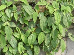 Image result for Boehmeria macrophylla