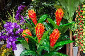 Maybe you would like to learn more about one of these? Colorful Tropical Flowers For Sale At An Outdoor Market In Chan May Vietnam Stock Photo Picture And Royalty Free Image Image 37439041