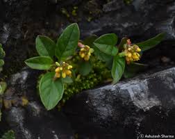 Image result for Lysimachia tenuicaulis