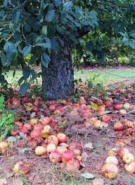 Find netting fruit tree today! I Ll Have An Apple Tree With A Net Under It To Gently Catch The Apples
