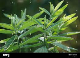 Image result for Crotalaria uncinella