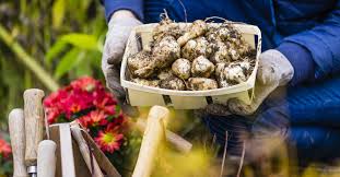 Bestellen sie bei uns topinambur produkte vom bio hof online. Gartenzierde Und Nutzpflanze Topinambur Landkind