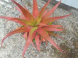 Image result for Synadenium cameronii