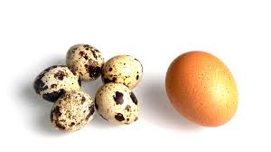 Telur inilah yang kita konsumsi setiap kali membeli di pasar dan ayam ini dikenal dengan sebutan ayam petelur. Telur Puyuh Dan Telur Ayam Mana Kolesterol Tertinggi