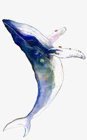 Whale Whale Clipart Blue Whale Watercolor Whale Png Transparent Clipart Image And Psd File For Free Download Whale Art Watercolor Whale Whale Drawing
