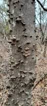 Image result for Zanthoxylum lindense