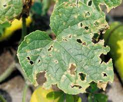 Common cucumber diseases are the obsession for farmers who grow cucumbers. Cucumber Diseases And Pests Description Uses Propagation