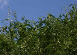 Image result for Acacia schweinfurthii