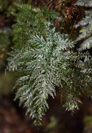 Image result for Abrodictyum rigidum