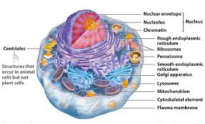 Student exploration cell structure activity a animal cells get the gizmo ready. What Structures Are In Animal Cells But Not