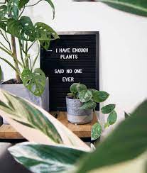 Indoor Plants Quote Plants Quotes Plants Plant Lover