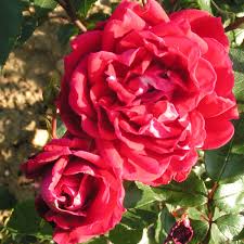 Rosa 'new dawn' is a light pink modern climbing rose cultivar, discovered by somerset rose nursery in new jersey in 1930. Mrs Sam Mcgredy Climbing Rose Trevor White Roses Quality Mail Order Roses
