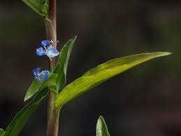 Image result for Gnaphalium polycaulon