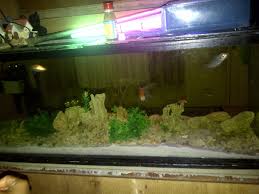 Pikiran kita akan merasa lebih fresh saat memandang keindahan panorama pada akuarium tersebut. Cara Memelihara Ikan Hias Dalam Aquarium Talitashare Com