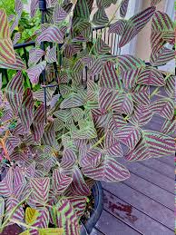 Image result for Fuirena obcordata