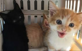 How To Socialize Foster Kittens One Green Planet
