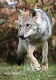 Pin By Jurgen Sellmayr On Lobos Wolf Photography Beautiful Wolves Wolf Photos