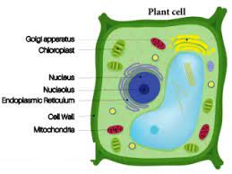 This must mean that the cell is: Make Sketches Of Animal And Plant Cells Which You Observe Under Microscope Sarthaks Econnect Largest Online Education Community