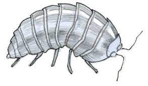 Pill Bug Sketch Pill Bug Bugs Sketches