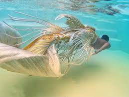 Farahsunamun Angelmerman Thaimerman Thailandmerman Farahsunamun Farahsunamunfanpage Fantasy White Silicone Mermaid Tails Real Mermaids Realistic Mermaid