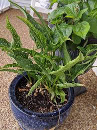Mature bulbs can produce up to 20 blossoms per stem and will multiply to form clumps over the years. Calla Lily Leaves Curling Plantclinic