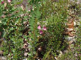 Image result for Tephrosia argyrotricha