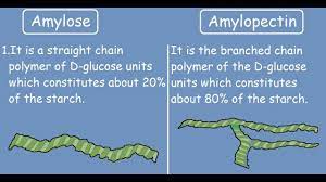 Amylose Vs Amylopectin Quick Differences And Comparison Youtube