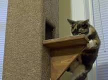 7 Free DIY Cat Tree Plans