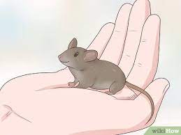 How To Choose A Pet Mouse With Pictures Wikihow Pet