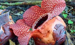 With the largest flower in the world and an obnoxious smell of rotten flesh, the rafflesia arnoldii, also known as the corpse flower plant, is unique in every way possible.this plant is a complete parasite lacking roots, stems, and leaves of any kind but lives attached to its host plant with flowers visible on the surface of the host plant as the only. Rafflesia Is The World Largest Flower When It Bloom