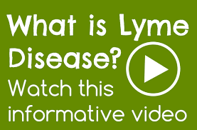 lyme disease co infections