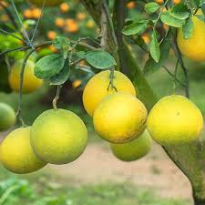 Image result for Citrus maxima