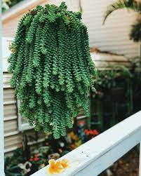 Sedum Donkey S Tail Succulent Succulents Plants Windowsill Garden