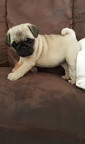 Pug puppies for sale at stores in hicksville new york & lynbrook ny on long island. Pug Puppies For Sale Macomb Mi Pug Puppies For Sale Pug Puppies Puppies For Sale