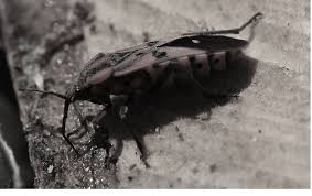 Elm Seed Bug Control Pest Control Chemicals 800 877 7290