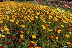 We did not find results for: Top 15 Flowers That Grow Fast And Spread Quickly For Your Garden Florgeous