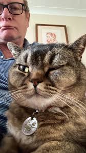 Please help us find Ziggy 33 week old ginger cat. Went missing this  morning. Salcott crescent. Just moved into a new home. Last night .